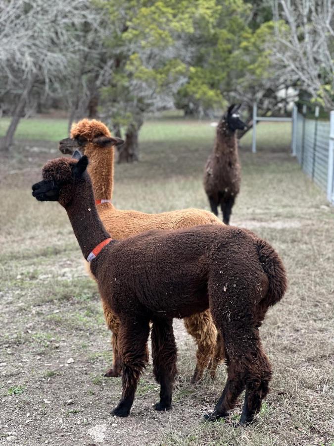 Relaxing Alpaca Ranch Mins From Downtown Wimberley Villa Exterior photo